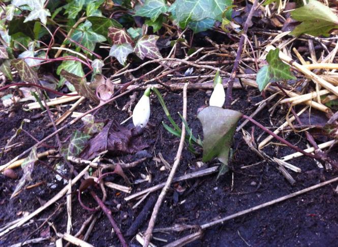 10947181_752140011501192_3828754299495709202_n